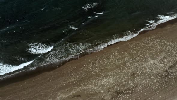 Birds Sitting on a Rough Volcanic Beach, while the waves come crashing in