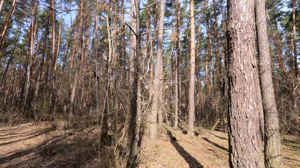 Forest with Pines with High Trunks During the Day