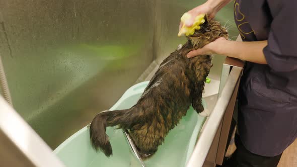 groomer washing cat in grooming salon. Cat bathing.