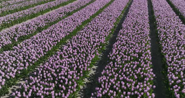 Rows of Purple Tulips in full bloom, Aerial view.