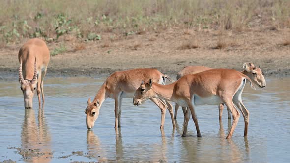 Wild Saiga Antelope or Saiga Tatarica Drinks in Steppe