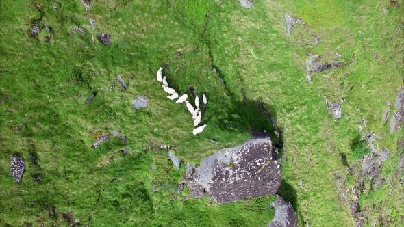 Herd of sheep grazing on steep slope, aerial footage