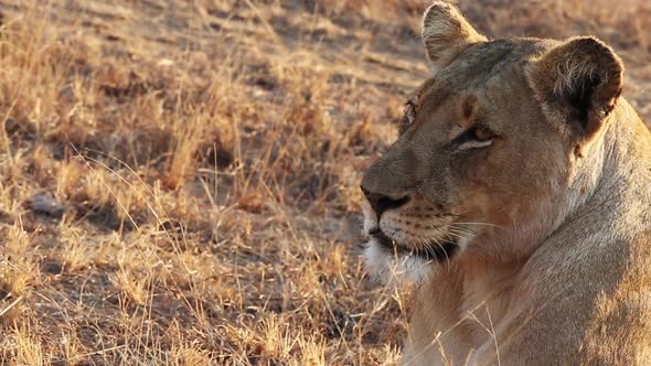 Close-up of a female lion's head in the wild with copy space on the left