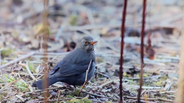 Black Common Blackbird Sitting In Grass. Common Blackbirds Turdus Merula Cabrerae.Black Merl In Park