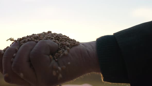 Hand of Farmer Throwing Seeds Against the Sun