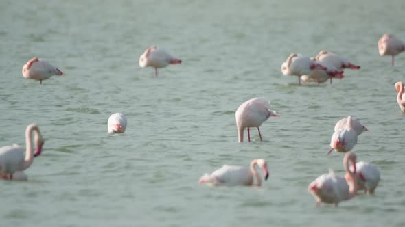 flamingo bird nature wildlife reserve delta ebro lagoon