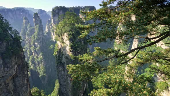 Panoramic Shot of Vertical Cliffs at the Wulingyuan in Zhangjiajie, Hunan, China. Pine Tree
