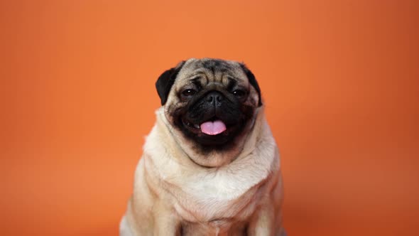 Pug Dog Sitting and Panting