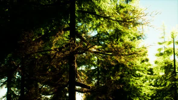 Green Cone Trees in Bright Sun Light