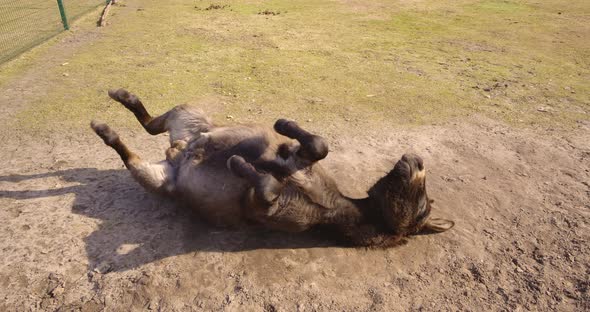 4K - Donkey lying on the ground