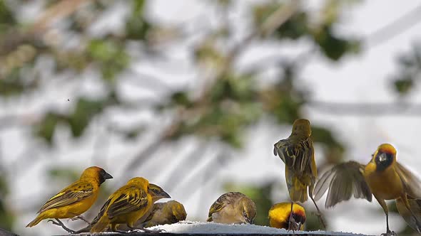 980318 Northern Masked Weavers, Ploceus taeniopterus, group at the Feeder, in flight, Lake Baringo i