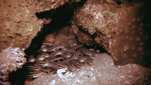 Red Sea Catfish