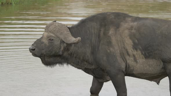 African buffalo standing in a river