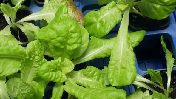 Green Lettuce Lactuca Sativa Leaf Vegetables for Salad Making and Food and Eats Supplements. In