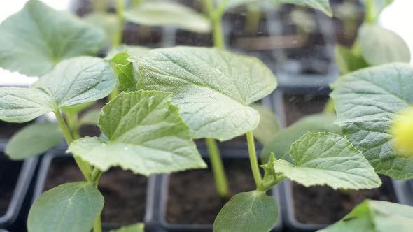 Growing Cucumbers Seedlings