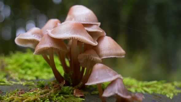 Close up circle shot of wet mushroom family on mossy landscape.Nature footage.