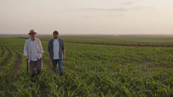 Smiled Men Walk and Speak About Their Corn Harvest