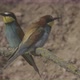 European Beeeater or Merops Apiaster - VideoHive Item for Sale