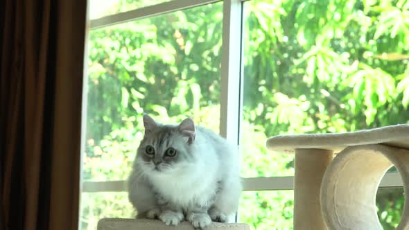 Cute Persian Cat Sitting On Cat Tower