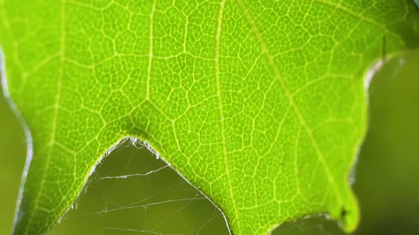 Macro close up of a green oak leaf on a bright sunny summer day.