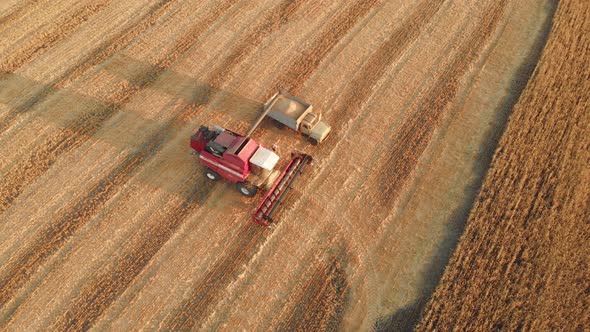 Aerial Top View of Combine Harvester Pours Grain Into the Back of a Truck