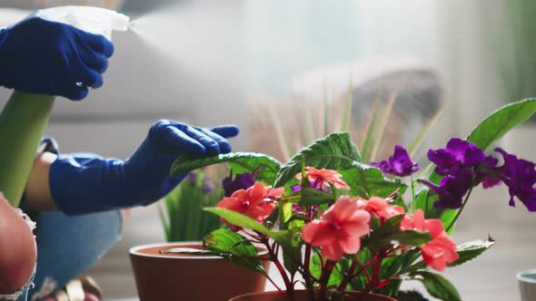 Woman Is Spraying Water On Flowers