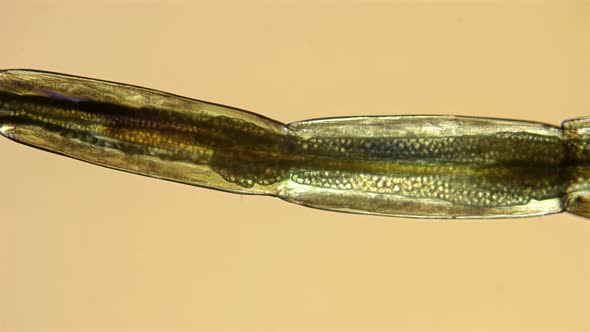 a Transparent Larva Chironomidae Under the Microscope