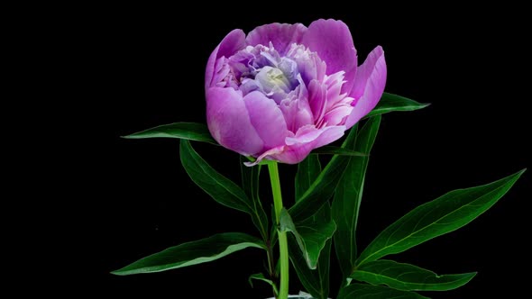 Pink Peony Flower Blooming