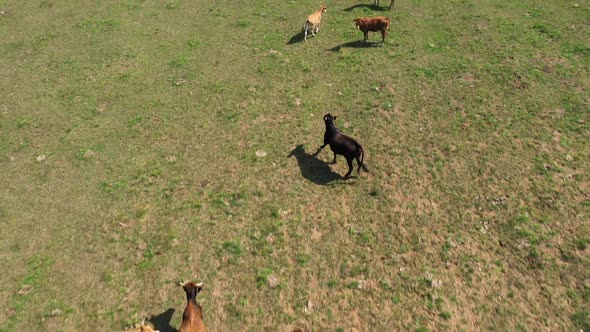 Aerial  Herd Of Beautiful Brown Cows That Are Grazing Grass