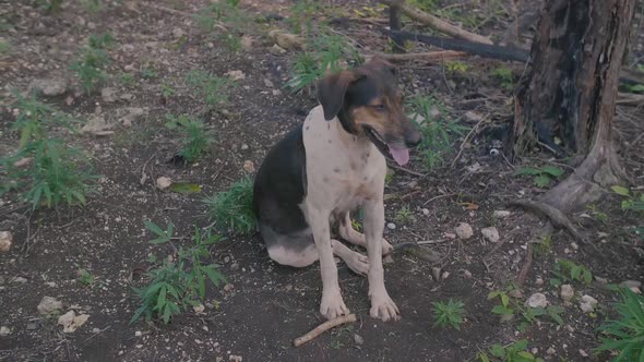 Dog Sitting in Agricultural Cannabis Field