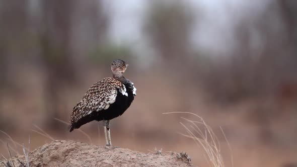 Black bellied bustard in Kruger National park, South Africa