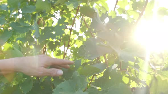 Female Hand in Vineyard Agriculture Cultivation Field