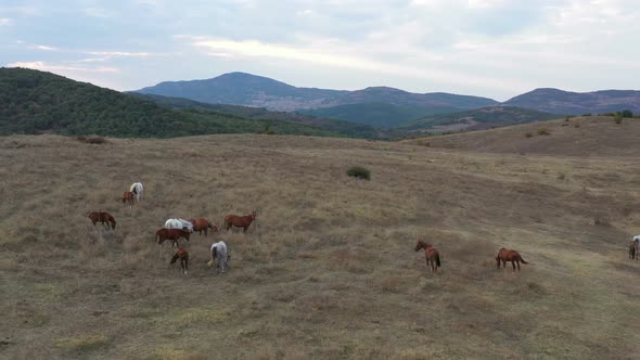 A Herd Of Horses Shot With A Drone In The Wild 1