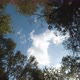 Forest And Sky - Time Lapse - 4k - VideoHive Item for Sale