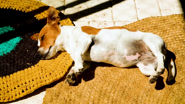 Jack Russell puppy basking in morning sun on mat indoors