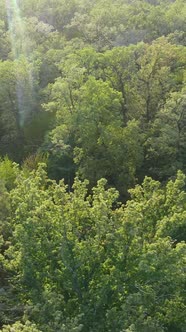 Aerial View of Trees in the Forest