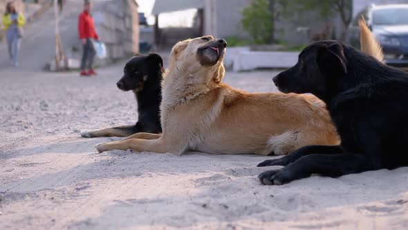 Group of Homeless Dogs Lie on Street and Playing. Three Guard Dogs on Parking