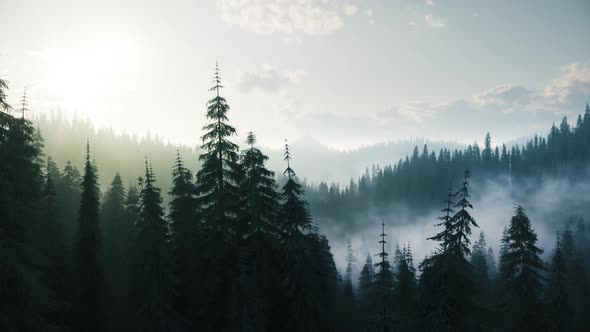 Flying Through The Clouds Of Morning Fog In The Forest