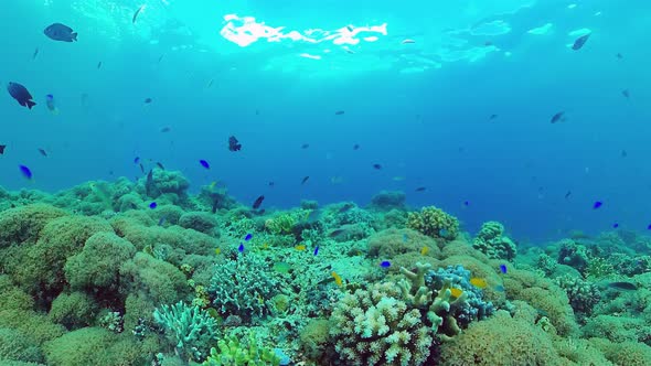 Coral Reef and Tropical Fish Underwater