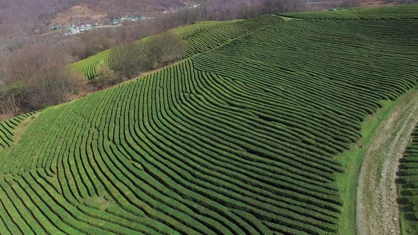 Top View of the Relief Land, Green Plantations of Black Tea in the Daytime