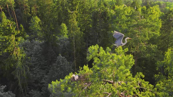 A Gray Heron at the Top of a Tree Sits and Flies Away