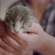 Female Hands Holding a Newborn Kitten - VideoHive Item for Sale