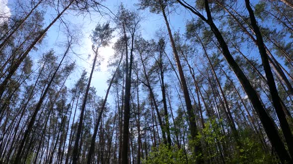 Forest with Pine Trees During the Day POV