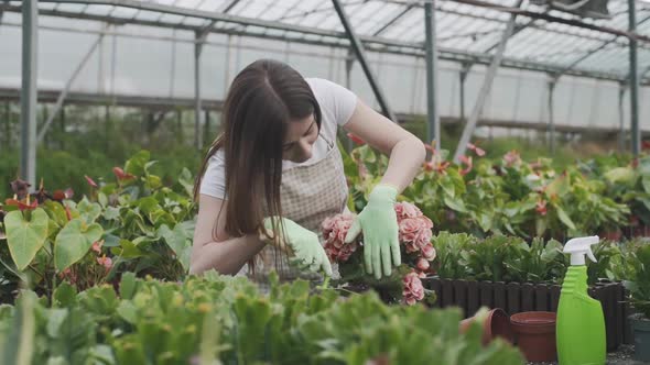 Beautiful female florist transplants and cares for plants in a greenhouse. Slow motion