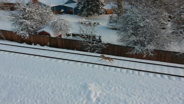 Coyote running from Train