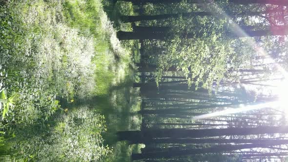 Vertical Video of a Beautiful Green Pine Forest on a Summer Day Slow Motion