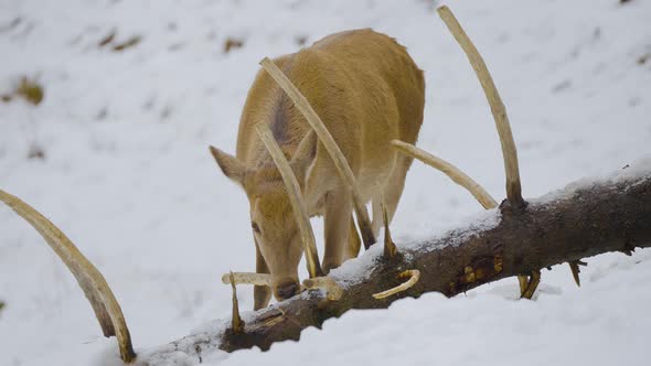 Closeup of a wild deer, deers with horns in nature covered in snow in wintertime, running and eating