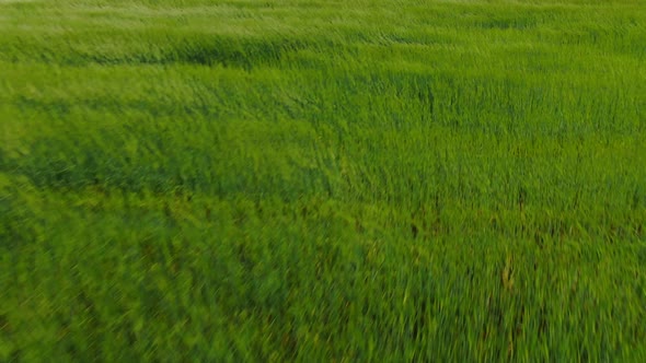 Low Span Over a Green Field. Windy Weather. Aerial Flight Over Green Grass That Sways in the Wind