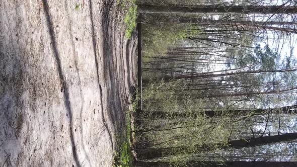 Vertical Video of a Road in the Forest Slow Motion