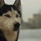 Slow Motion Portrait of a Husky Dog - VideoHive Item for Sale